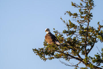 A bald eagle perches on a tree near Grand Teton National Park and Yellowstone National Park and a sunny fall afternoon