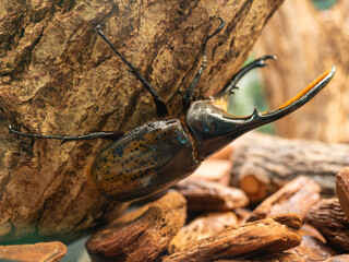 ヘラクレスオオカブト