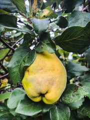 Green persimmons ripening on the branches of the tree in the garden