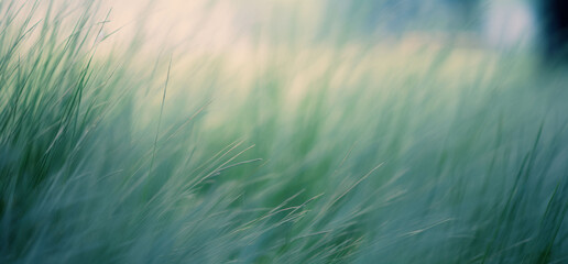 Wild grasses in a forest. Abstract nature background