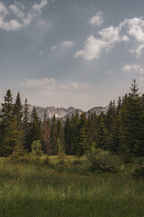 View of green grasses and evergreen trees in a field with distant mountains under cloudy sky