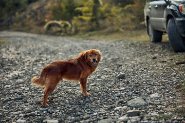 A dog standing on a gravel road next to a SUV with a dog in the back on a scenic travel trip journey
