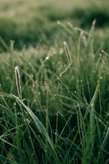 grass with dew at dawn