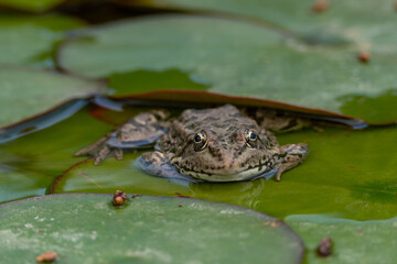 frog leaf water lily. A small green frog is sitting at the edge of water lily leaves in a pond