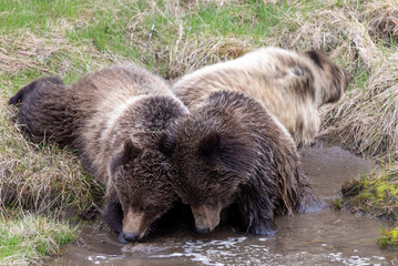 Grizzly Bears Drinking at a Waterhole in Yellowstone National Park in Spring