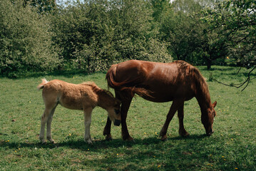 Naklejka premium mare with foal in the spring garden