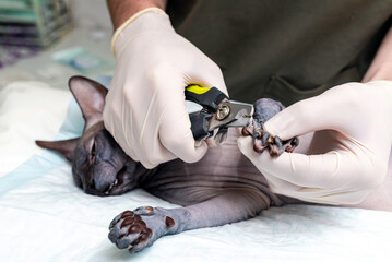 A veterinarian clipped a cat's sphinx nails in an animal hospital. cat claws