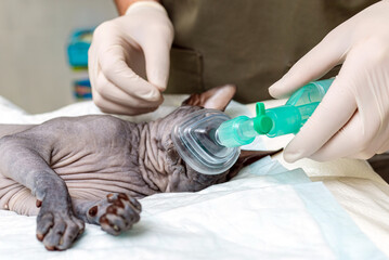 A veterinarian puts a sphinx on a cat inhalation narcosis in the animal hospital.