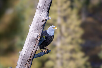 A bald eagle perches on a tree near Grand Teton National Park and Yellowstone National Park and a sunny fall afternoon