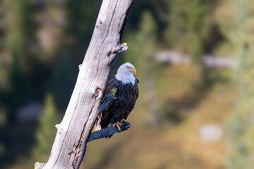 A bald eagle perches on a tree near Grand Teton National Park and Yellowstone National Park and a sunny fall afternoon
