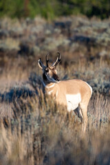 Fototapeta premium A pronghorn antelope stands in the sagebrush in Grand Teton National Park near Jackson Hole Wyoming just after sunrise on a sunny fall morning.