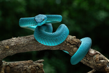 Blue White-lipped Pit Viper (Trimeresurus insularis) native to Lesser Sunda Islands in Indonesia. 