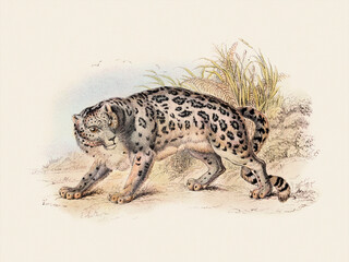 Ounce. Wild Cat Illustration.