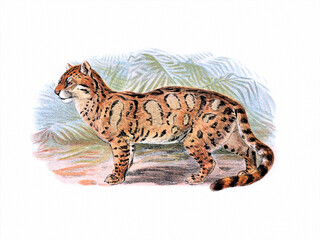 Clouded Leopard. Wild Cat Illustration.