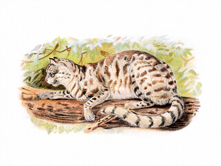 Colocolo. Wild Cat Illustration.
