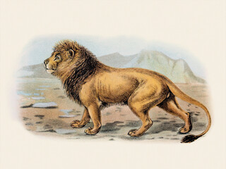Lion. Wild Cat Illustration.