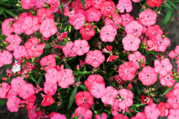 Hot pink Dianthus flower in the garden