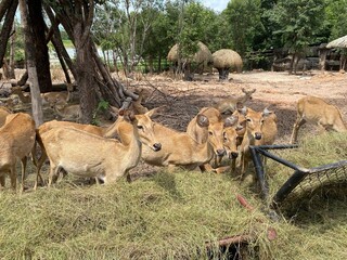 group of deer