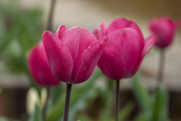 close up of beautiful bright pink tulips