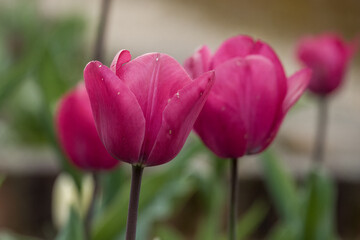 Fototapeta premium close up of beautiful bright pink tulips