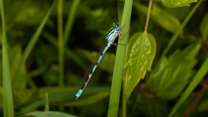 Blue Damselfly
