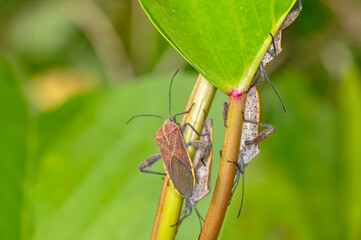 Pentatomomorpha sitting on a green branch on Phuket island in Thailand