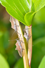 Pentatomomorpha sitting on a green branch on Phuket island in Thailand