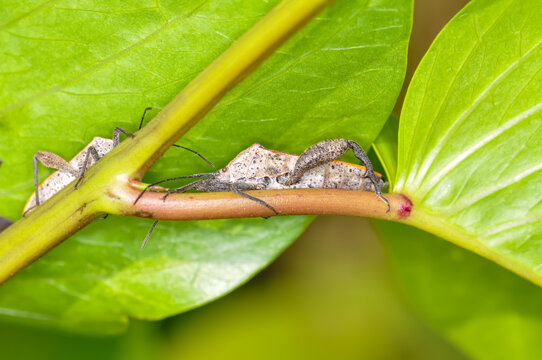 Pentatomomorpha sitting on a green branch on Phuket island in Thailand
