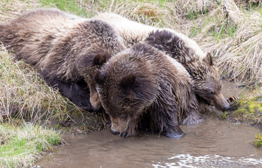 Grizzly Bears Drinking at a Waterhole in Yellowstone National Park in Spring