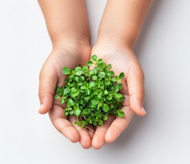 Micro Greens Sprouts Held By Child's Hands On White Backdrop