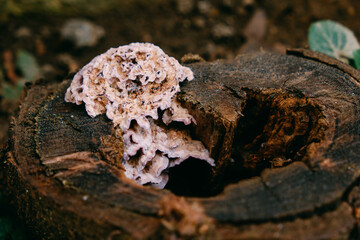 Exotic pink mushrooms growing on the trunk of a dead tree