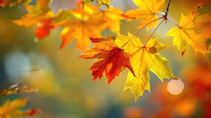 Tree branch with yellow leaves. Selective focus.
