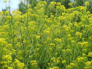 Piękne żółte kwiaty polne © tomo81