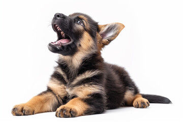 Fototapeta premium a barking German Shepherd puppy with its mouth open and a lively expression, isolated on a white background.