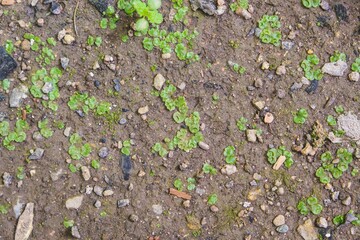 A close-up of Marchantia, a species in the genus of liverworts moss
