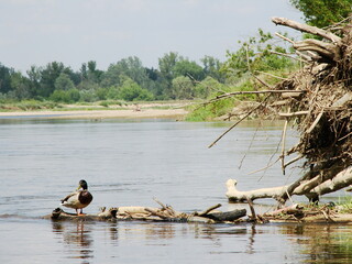 Dzika kaczka nad rzeką © tomo81