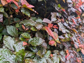 A copper beech hedge after rain