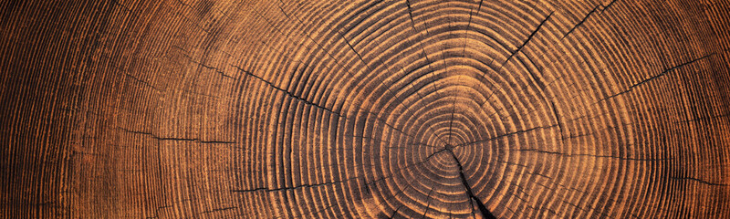 stump cut texture, tree rings wood background