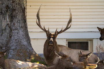 Naklejka premium Bull elk with his herd of cows and calves at Mammoth Hot Springs in Yellowstone National Park on a fall afternoon/evening. A house sits in the background.