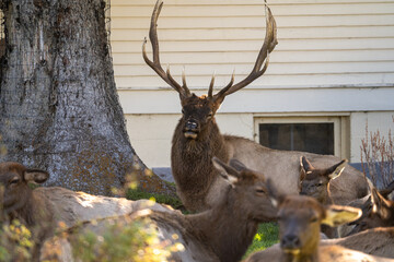 Bull elk with his herd of cows and calves at Mammoth Hot Springs in Yellowstone National Park on a fall afternoon/evening. A house sits in the background.
