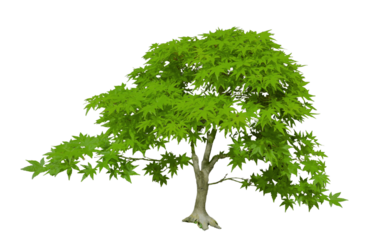 Japanese Maple Acer palmatum bonsai tree isolated on white transparent