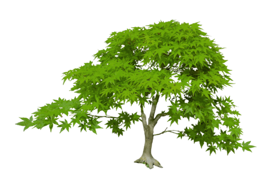 Japanese Maple Acer palmatum bonsai tree isolated on white transparent