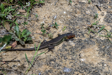 Long-tailed lizard on Sandy Ground in Natural Habitat