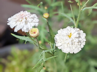 White and pink cornflower 'Bachelor's button' in flower