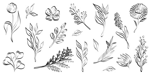 Fototapeta premium Minimal botanical graphic design, trendy simple botanical branches design. Vector illustration of floral elements.