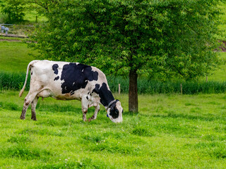 Schwarz weiß gescheckte Kühe auf einer Weide