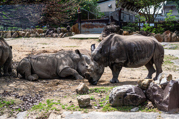 Obraz premium ミナミシロサイ