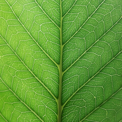 Obraz premium Close up green color leaf texture for background.
