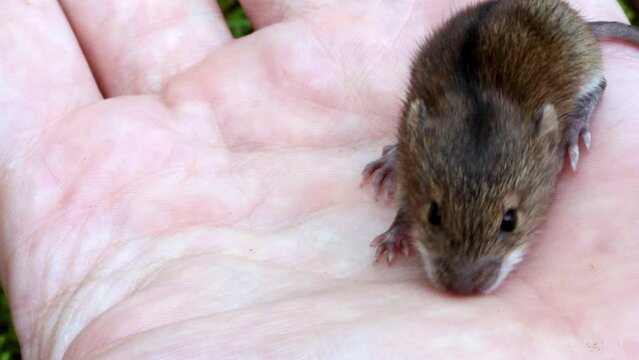 field mouse on a male palm, a man releases the animal