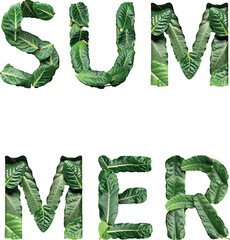 Summer word with stylized font vector text